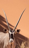 Framed Close-up of Oryx, Namib-Naukluft Park, Namibia, Africa