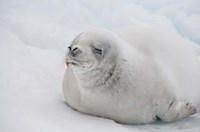 Framed Antarctica, White Crabeater seal on iceberg