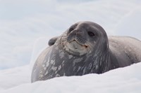 Framed Antarctica, Paradise Harbour, Fat Weddell seal
