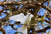 Framed Fairy Turn bird in Trees, Fregate Island, Seychelles