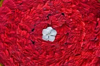 Framed Flower arrangments at spa, Fregate Resort, Seychelles