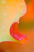 Framed Flower Petal with Rain Drop