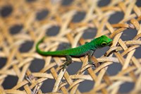 Framed Gecko lizard, Seychelles