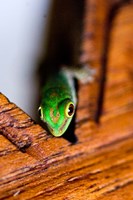 Framed Gecko lizard, Fregate Island Resort, Seychelles