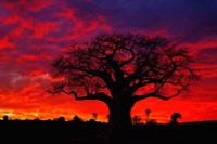 Framed African baobab tree, Tarangire National Park, Tanzania