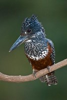 Framed Africa. Tanzania. Giant Kingfisher in Manyara NP.