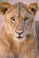 Framed Africa. Tanzania. Young lion in Tarangire NP