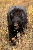 Framed Black Bear walking in brush, Montana