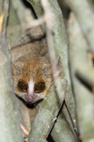 Framed Brown Mouse Lemur, tree trunk in Madagascar