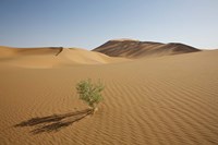 Framed China, Gansu Province. Lone plant casts shadow on Badain Jaran Desert.