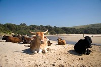 Framed Cows, Farm Animal, Coffee Bay, Transkye, South Africa