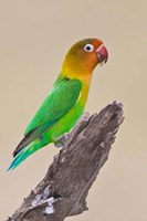 Framed Fischer's Lovebird tropical bird, Ndutu, Tanzania