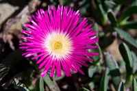 Framed Pink Flower, Kirstenbosch Gardens, South Africa