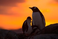 Framed Gentoo Penguins Silhouetted at Sunset on Petermann Island, Antarctic Peninsula