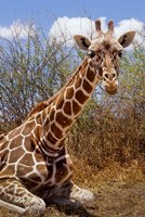 Framed Giraffe lying down, Loisaba Wilderness, Laikipia Plateau, Kenya