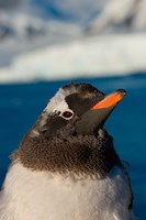 Framed Gentoo penguin chick, Western Antarctic Peninsula