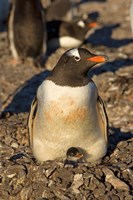 Framed Gentoo penguin, South Shetland Islands, Antarctica