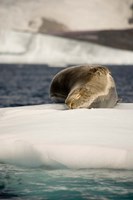 Framed Antarctica. Leopard seal adrift on ice flow.