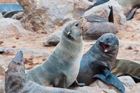 Framed Cape Fur seals, Skeleton Coast, Kaokoland, Namibia.