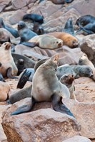 Framed Cape Fur seals, Cape Cross, Skeleton Coast, Kaokoland, Namibia.