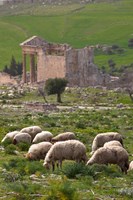 Framed Grazing sheep by the Capitole, UNESCO site, Dougga, Tunisia