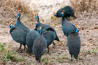 Framed Helmeted guineafowl, Maasai Mara National Reserve, Kenya