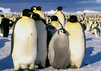 Framed Emperor Penguins, Atka Bay, Weddell Sea, Antarctic Peninsula, Antarctica