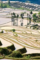 Framed Flooded Ai Cun Rice Terraces, Yuanyang County, Yunnan Province, China