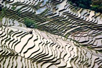 Framed Flooded Bada Rice Terraces, Yuanyang County, Yunnan Province, China