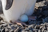 Framed Adelie Penguin nesting egg, Paulet Island, Antarctica