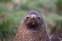 Framed Antarctic Fur Seal, Cooper Baby, South Georgia, Antarctica