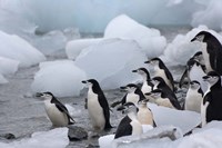 Framed Chinstrap Penguins, South Orkney Islands, Antarctica