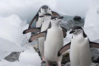 Framed Four Chinstrap Penguins, Antarctica