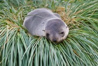 Framed Antarctic Fur Seal, Hercules Bay, South Georgia, Antarctica