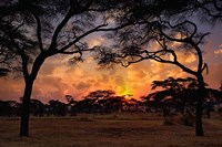 Framed Acacia forest, sunset, Tarangire National Park, Tanzania