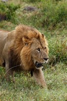 Framed Adult male lion, Lake Nakuru National Park, Kenya