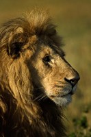 Framed Adult male lion, Maasai Mara, Kenya