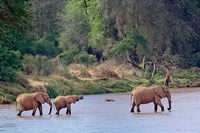 Framed African Elephant crossing, Samburu Game Reserve, Kenya