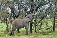 Framed African Elephant feeding on Tree bark, Serengeti National Park, Tanzania