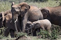 Framed African Elephant herd with babies, Maasai Mara, Kenya