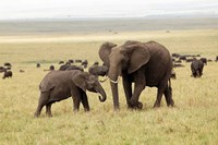 Framed Herd of African elephants, Maasai Mara, Kenya