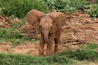 Framed Baby Africa elephant, Samburu National Reserve, Kenya