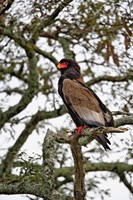 Framed Bateleur, Serengeti National Park, Tanzania