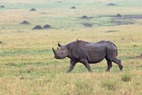 Framed Black Rhino, Maasai Mara, Kenya