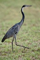 Framed Black-headed Heron, Serengeti National Park, Tanzania