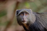 Framed Blue Monkey, Lake Manyara National Park, Tanzania