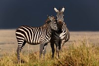 Framed Burchell's Zebra, Maasai Mara, Kenya