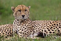 Framed Cheetah resting, Maasai Mara, Kenya