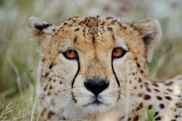 Framed Head of a Cheetah, Masai Mara Game Reserve, Kenya