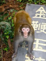 Framed China, Zhangjiajie National Forest, Rhesus Macaque